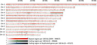 A Chromosome-Level Genome Assembly of the European Beech (Fagus sylvatica) Reveals Anomalies for Organelle DNA Integration, Repeat Content and Distribution of SNPs